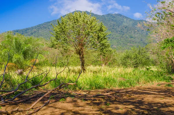 Outdoor view of vegetation, trees in Volcano Concepcion on Ometepe Island in Nicaragua — Stock Photo, Image