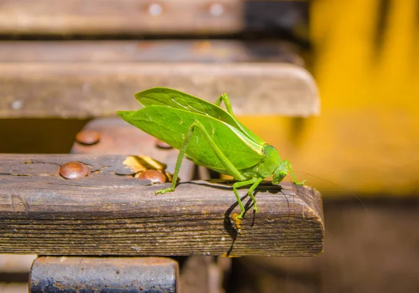 Primer plano del enfoque selectivo de la hermosa saltamontes verde posando sobre un tronco en un día soleado en la ciudad de San Cristóbal de las Casas —  Fotos de Stock