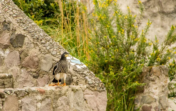 Juvenile Mountain Caracara, Phalcoboenus megalopterus at the Condor Park in Otavalo — Stock Photo, Image