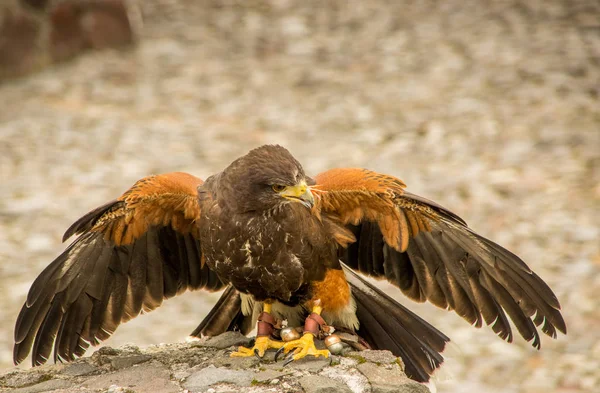 Vista ao ar livre da bela Montanha Juvenil Caracara Phalcoboenus megalopterus posando sobre uma rocha no Parque Condor em Otavalo — Fotografia de Stock