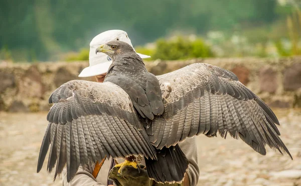 Otavalo, Ekvator - 29 Mayıs 2018: Bir kuş işleyicisi Otavalo Park'ta Condor eldivenli elini üzerinde siyah göğüslü şahin kartal kondu. Bu ev çok nesli tehlike altında olan Güney Amerika kuş türü — Stok fotoğraf