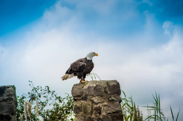 Uma Águia Calva Americana no Parque Condor em Otavalo é o lar de muitas das espécies de aves ameaçadas de extinção da América do Sul — Fotografia de Stock