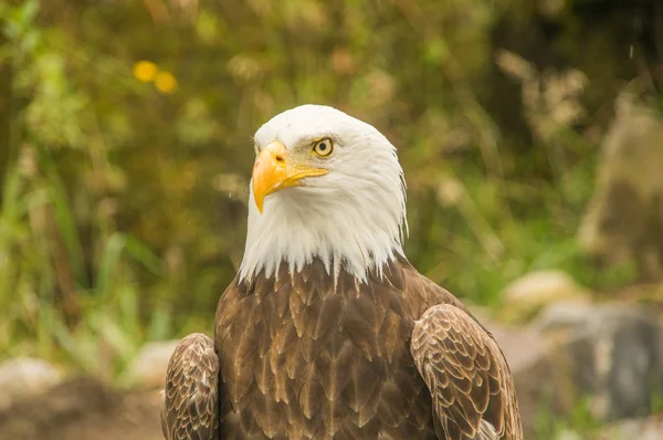 Un águila calva americana en el parque Cóndor en Otavalo es el hogar de muchas de las especies de aves en peligro de extinción de América del Sur — Foto de Stock