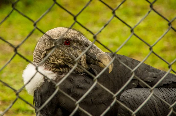 Primer plano del enfoque selectivo del increíble cóndor andino, Vultur gryphus dentro de una malla metálica en el Parque del Cóndor en Otavalo —  Fotos de Stock