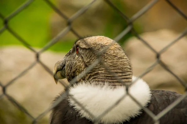 Nahaufnahme von selektivem Fokus eines erstaunlichen Anden-Kondors, Geier-Greifvogel innerhalb eines Metallnetzes im Kondor-Park in Otavalo — Stockfoto