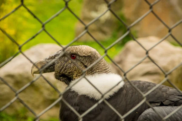 Zbliżenie na Selektywny fokus niesamowite Kondor, Vultur gryphus wewnątrz siatki metalowej w parku Condor w Otavalo — Zdjęcie stockowe