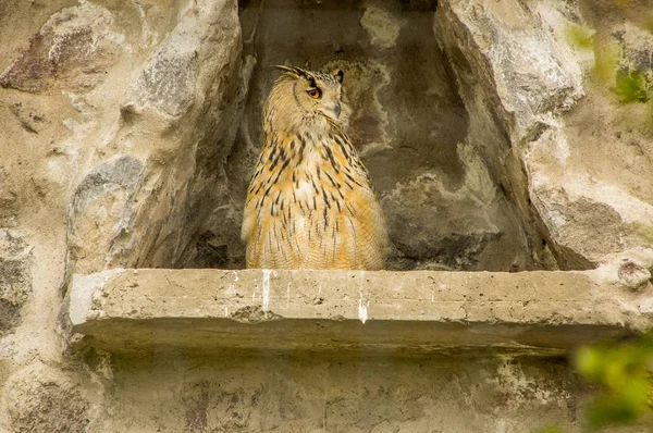 Vista al aire libre del hermoso animal, búho águila eurasiática, Bubo bubo en el Parque Cóndor en Otavalo en Ecuador — Foto de Stock