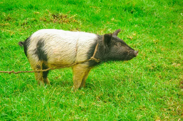 Vista al aire libre del cerdo con una cuerda alrededor de su cuello pastando en la hierba — Foto de Stock