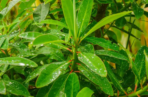 Selektywnej ostrości zielony liść z kropli wody na tle natura z bliska — Zdjęcie stockowe