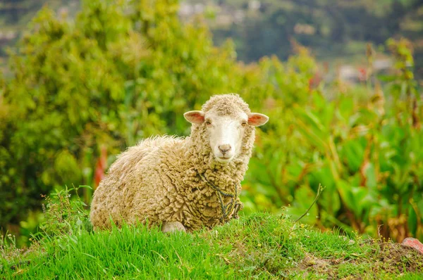 Beautiful outdoor view of gorgeous white lamb grazing the pasture in a farm — Stock Photo, Image