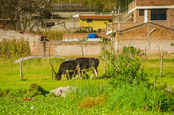Outdoor view of two black cow eating grass in a gorgeous suuny day with house buildings behind
