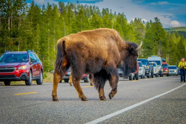 Yellowstone, Montana, ABD 24 Mayıs 2018: Amerikan bizonu Yelowstone Milli Parkı'nda yol geçiş açık görünümünü