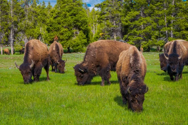 Vista ao ar livre do rebanho de bisonte pastando em um campo com montanhas e árvores no fundo — Fotografia de Stock