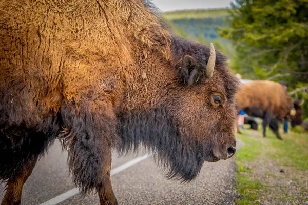 Foco seletivo de enorme bisão marrom cruzando a estrada no Parque Nacional de Yellowstone em um fundo de natureza turva — Fotografia de Stock