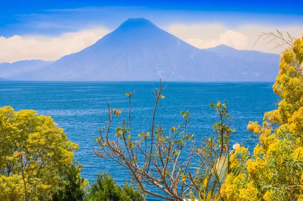 Close up van kleurrijke gele planten boom met gorgeus uitzicht op Lake Atitlan, is het diepste meer in alle Midden-Amerika met diepte van ongeveer 340 meter, met vulkaan op achtergrond — Stockfoto