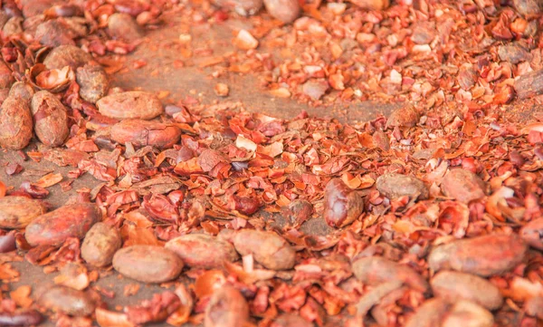 Cierre de granos de cacao extendidos para el proceso de secado —  Fotos de Stock