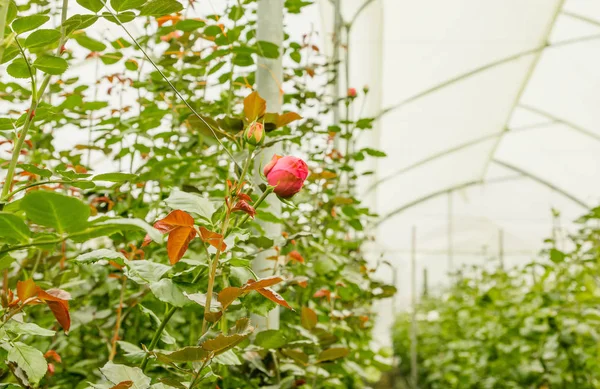 Vacker inomhus utsikt över rosa ros blomma i trädgård växthus, produktion i Ecuador — Stockfoto