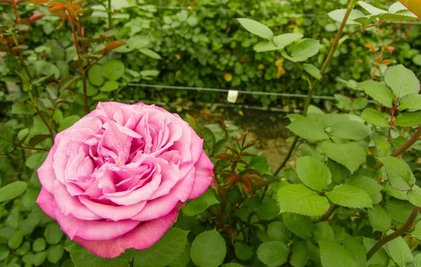 Zbliżenie na Selektywny fokus różowy kwiat róży w ogrodzie szklarnia, produkcji w Ekwadorze — Zdjęcie stockowe