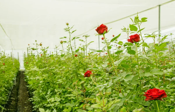 Beautiful red rose flowers in garden greenhouse in Ecuador