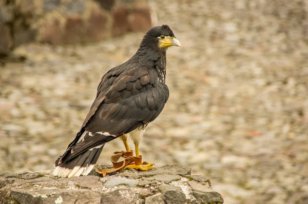 Juvenile Mountain Caracara, Phalcoboenus megalopterus at the Condor Park in Otavalo — Stock Photo, Image