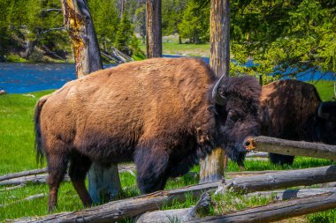 Tehlikeli Amerikan bizonu Buffalo Yellowstone Milli Parkı'nda orman içinde otlatma yakın çekim