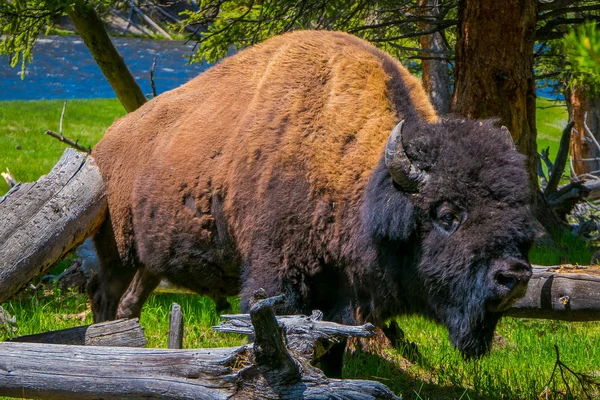 Close-up de selecti8ve foco de belo, mas perigoso American Bison Buffalo dentro da floresta em Yellowstone National Park — Fotografia de Stock