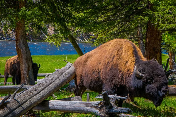 Close-up de solitário perigoso American Bison Buffalo pastando dentro da floresta em Yellowstone National Park — Fotografia de Stock
