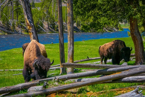 Zbliżenie na niebezpieczne amerykański Bizon Bizona wypas wewnątrz lasu w Parku Narodowym Yellowstone — Zdjęcie stockowe