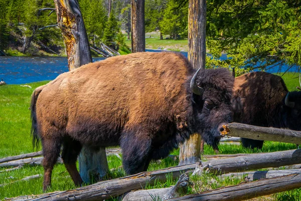 Close-up de perigoso American Bison Buffalo pastando dentro da floresta no Parque Nacional de Yellowstone — Fotografia de Stock