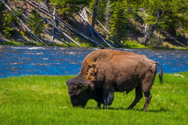 Schöne Aussicht auf einsame Büffel, die entlang eines westlichen Flusses im Yellowstone-Nationalpark grasen — Stockfoto