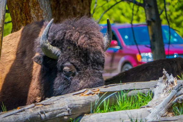Close up of selecti8ve focus of beautiful but dangerous American Bison Buffalo inside the forest in Yellowstone National Park — Stock Photo, Image