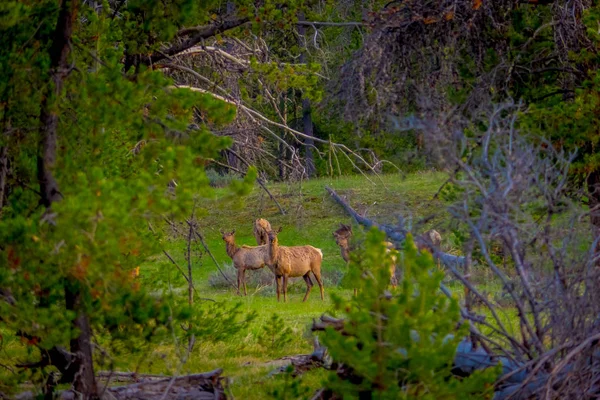 Hermosa vista al aire libre del ciervo de cola blanca del Parque Nacional Yellowstone — Foto de Stock