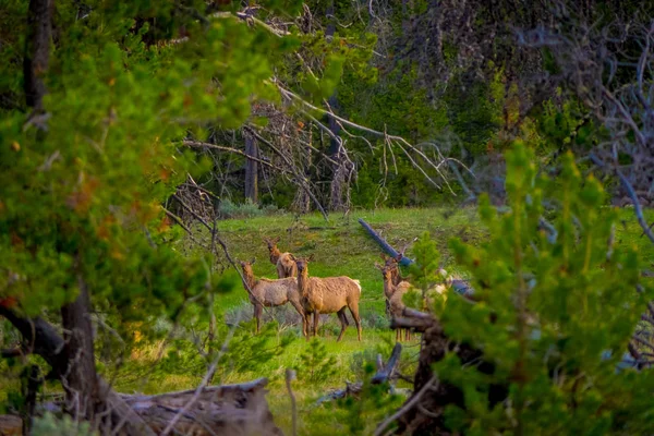 Beautiful outdoor view of white-tailed family deer Yellowstone National Park — Stock Photo, Image