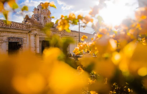Ciudad de Guatemala, Guatemala, 25 aprile 2018: Primo piano di focus selettivo di fiori sfocati con vecchio edificio con strutture scolpite alle spalle nella città di Antigua in una splendida giornata di sole — Foto Stock