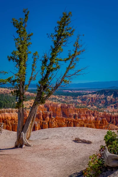 老树 pinyon 松树位于布莱斯峡谷国家公园犹他州在一个华丽的蓝天背景 — 图库照片