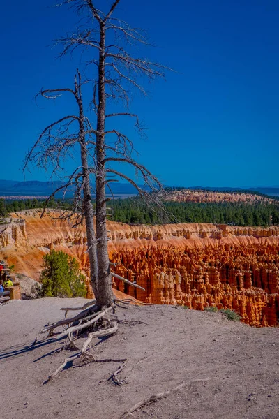 Old tree pinyon pine tree located in Bryce Canyon National Park Utah in a gorgeous blue sky background — Stock Photo, Image