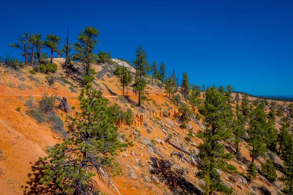 Schöne Außenansicht von Pinyon Kiefernwald bryce Canyon Nationalpark utah — Stockfoto