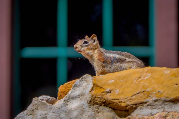 Ardilla terrestre de manto dorado en el Parque Nacional Bryce Canyon, Utah — Foto de Stock