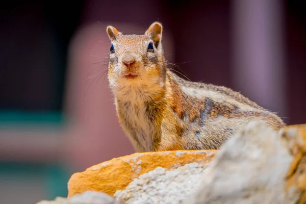 Goldmantel-Erdhörnchen im Bryce Canyon National Park, Utah — Stockfoto