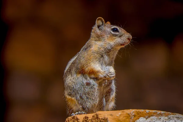 Ardilla terrestre de manto dorado vista en el Parque Nacional Bryce Canyon ubicado en Utah en — Foto de Stock