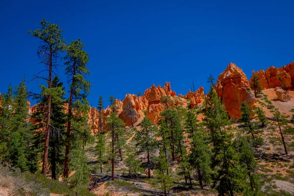 Beautiful outdoor view of pinyon pine tree forest Bryce Canyon National Park Utah — Stock Photo, Image
