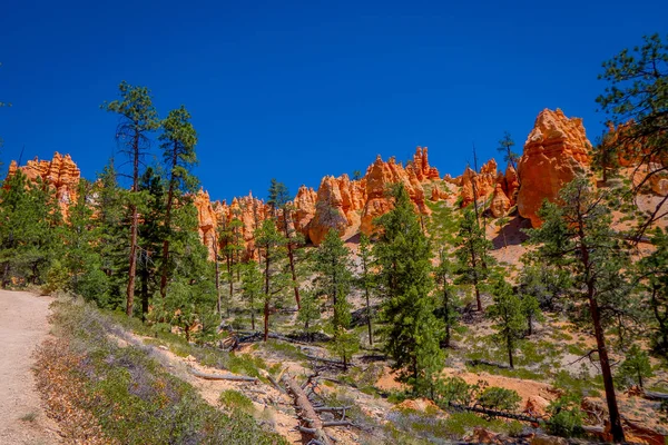 Beautiful outdoor view of pinyon pine tree forest Bryce Canyon National Park Utah — Stock Photo, Image