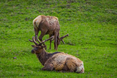 Elk bir çayırda dinlenme kadife geyik boynuzu ile açık görünüm