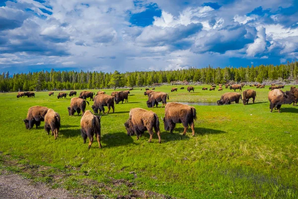 Troupeau de bisons broutant sur un champ avec des montagnes et des arbres en arrière-plan — Photo