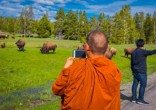 Yellowstone, Montana, Usa 24. května 2018: Neznámý mnich fotografování s fotoaparátem do turista, stádem bizonů, pasoucí se na poli pozadí — Stock fotografie