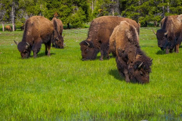 Vista ao ar livre do rebanho de bisonte pastando em um campo com montanhas e árvores no fundo — Fotografia de Stock