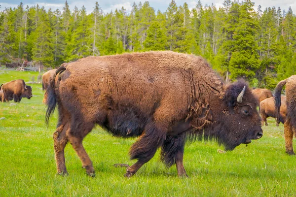 Venkovní pohled stáda bizonů, pasoucí se na poli s horami a stromy v pozadí — Stock fotografie