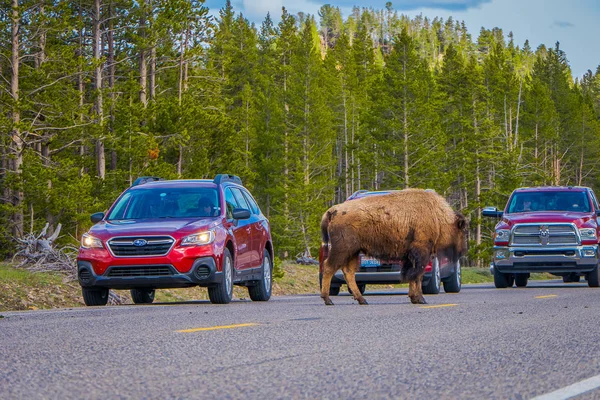YELLOWSTONE, MONTANA, USA MAY 24, 2018: Outdoor view of american Bison crossing the road in Yelowstone National Park — Stock Photo, Image