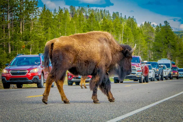 YELLOWSTONE, MONTANA, EUA 24 de maio de 2018: Vista ao ar livre do americano Bison atravessando a estrada no Parque Nacional de Yelowstone — Fotografia de Stock