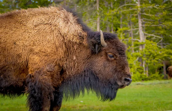 Foco seletivo de enorme bisão marrom cruzando a estrada no Parque Nacional de Yellowstone em um fundo de natureza turva — Fotografia de Stock